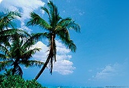 Picture for manufacturer Riviera Bowls Shop